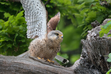 Kestrel sitting by nest flapping wings