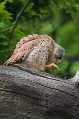 Wild kestrel preening