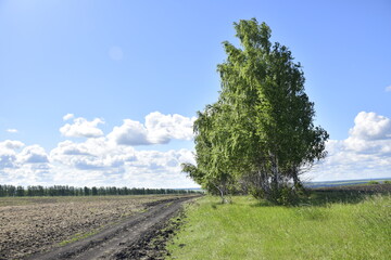 Rural landscape with dirt road between the field and the trees. Ulyanovsk Russia