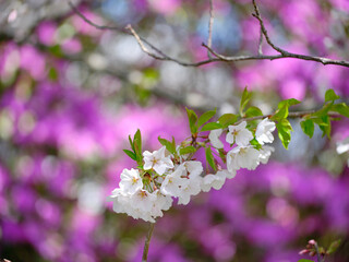 Fresh spring dogwoods contrast with pink and purple flowers
