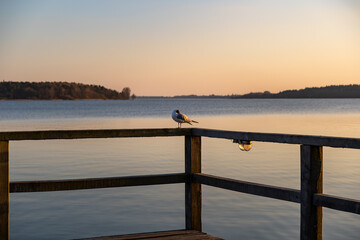 European seagull with a black head on a railing. Orange sunset light hitting the seabird. A...