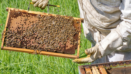 Abeille - apiculteur-ruche-miel  - obrazy, fototapety, plakaty