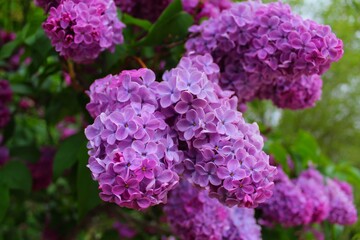 lilac flowers