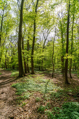 Fototapeta na wymiar A green deciduous forest in spring