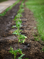 Focus on tomato seedlings in watered flowerbed in the black soil. Concept of organic gardening, growing organic eco-friendly products.