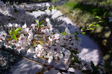 blooming tree