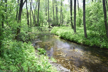 Fototapeta premium The river flows through the green forest, Ulyanovsk region, Russia