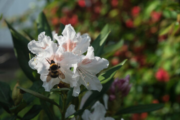 trzmiel w kwitnącym rododendronie - obrazy, fototapety, plakaty