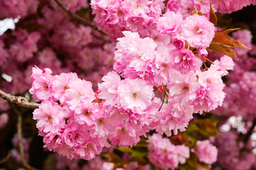 Blooming sakura tree detail