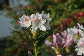 Fototapeta kwitnący rododendron w ogrodzie obraz