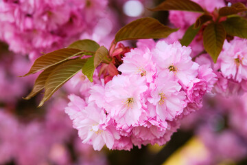 Blooming sakura tree detail