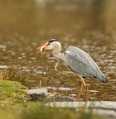 Heron with fish. Grey Heron, Ardea cinerea with a fish in its beak, blurred water surface of lake in background. Hunting bird in the nature habitat.