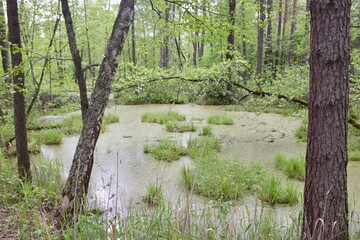 Green Swamp in Pine Forest, Ulyanovsk region, Russia
