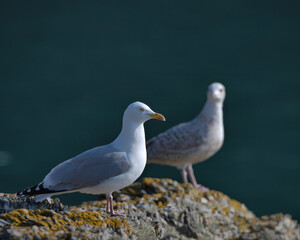 Obraz premium European herring gull perched on a rock