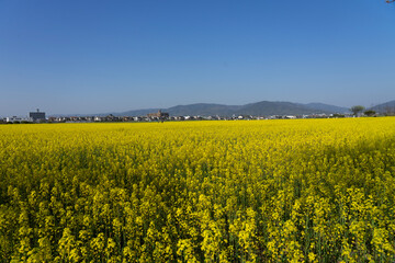 Obraz premium field of rapeseed