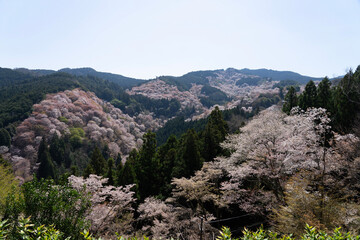 landscape with flowers