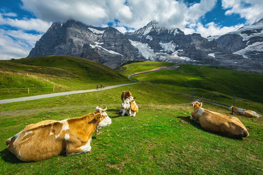 Herd of cows on the mountain pasture, Bernese Oberland, Switzerland