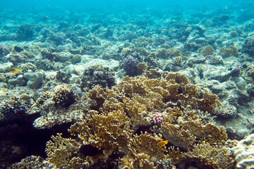 Obraz na płótnie Canvas View of red sea reef at Sharm