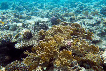 View of red sea reef at Sharm
