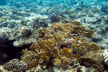 Plakat View of red sea reef at Sharm