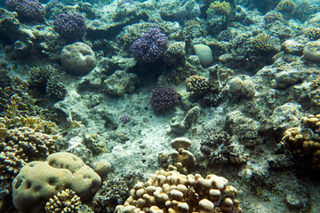 Naklejka na ściany i meble View of red sea reef at Sharm