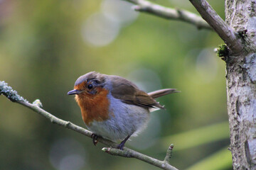 robin on a branch