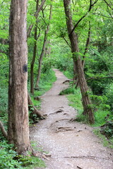 bosco nel parco delle cave di milano in italia, woods in the park of cave in milan in italy 