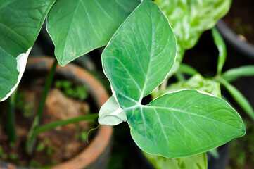 Albomarginata, Araceae or Schott or Xanthosoma sagittifolium or XANTHOSOMA or Mickey Mouse Plant