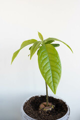 Avocado plant sprouted from seed at home on the window