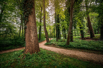 Young wild wild garlic in the spring forest. Young sprouts with flowers of Allium ursinum, known as wild garlic, ramps, buckrams, bear leche or bear garlic. Wild edible plants in natural environment.