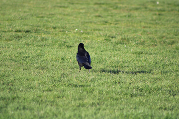 crow on the grass