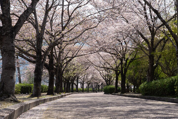 alley in the park
