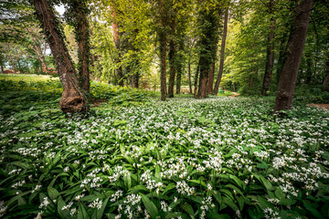 Young wild wild garlic in the spring forest. Young sprouts with flowers of Allium ursinum, known as...