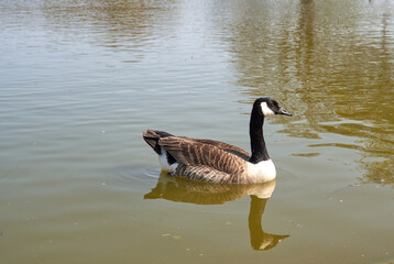 Solitary Canada goose on a lake