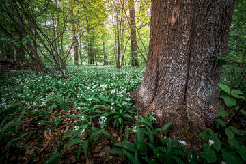 Young wild wild garlic in the spring forest. Young sprouts with flowers of Allium ursinum, known as...