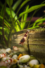 Caridina crystal red shrimp aquarium