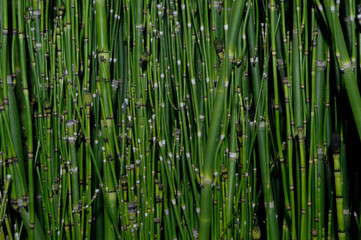 Tiges de bambou vert