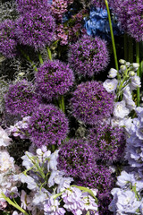 Obraz premium Flowers: Purple balls of Allium
