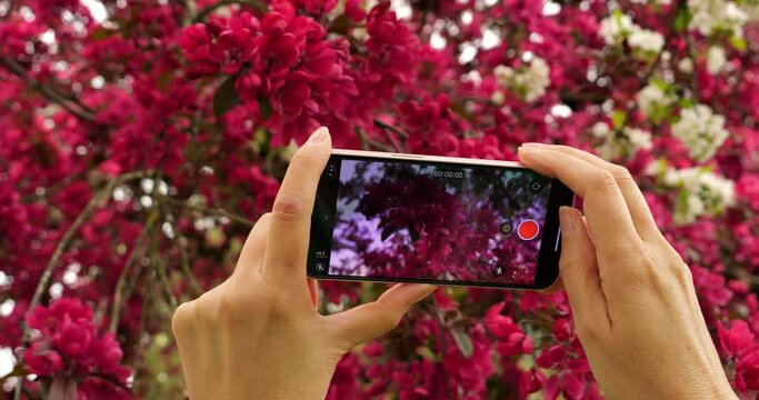 Close up footage of a hand of a woman taking photos of pink and white cherry blossoms and branche wiggling in the tender wind of springtime in Vancouver