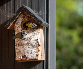 Pair of blue tits photographed on a bird house in a suburban garden in spring in London UK.