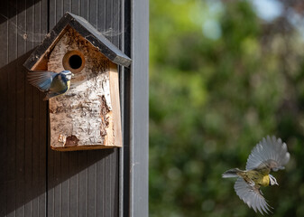 Pair of blue tits photographed on a bird house in a suburban garden in spring in London UK.