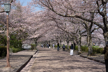 cherry blossom trees
