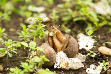 Mollusk snails with brown striped shell
farm, growth, snail, helix, cuisine, delicatessen, escargot, molluscs, businessm cuisine
