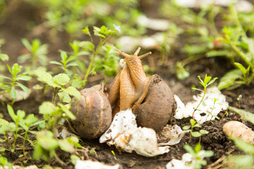 Mollusk snails with brown striped shell
farm, growth, snail, helix, cuisine, delicatessen, escargot, molluscs, businessm cuisine