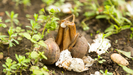 Mollusk snails with brown striped shell
farm, growth, snail, helix, cuisine, delicatessen, escargot, molluscs, businessm cuisine