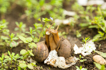 Mollusk snails with brown striped shell
farm, growth, snail, helix, cuisine, delicatessen, escargot, molluscs, businessm cuisine