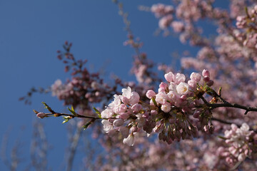 blossom in spring