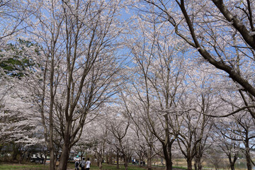 cherry blossom trees