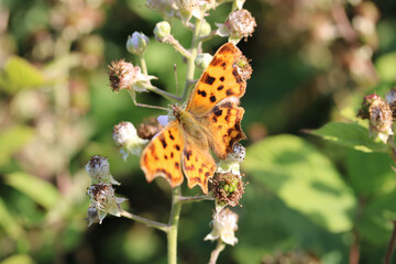 butterfly on leaf
