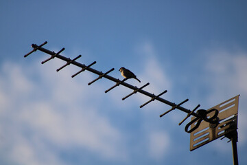 birds on wires